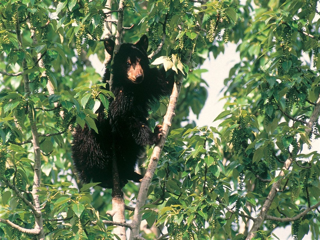 Fondos de pantalla del disco Oso #4 - 1024x768