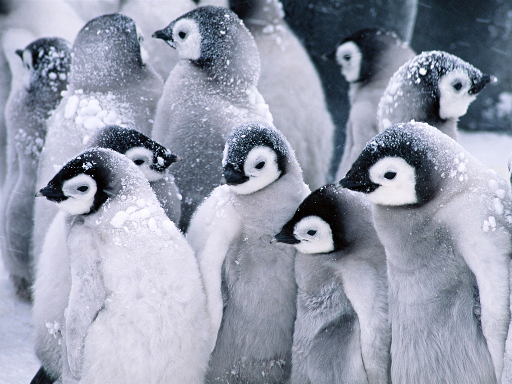 Foto de Animales Fondos de Pingüino #1 - 1024x768