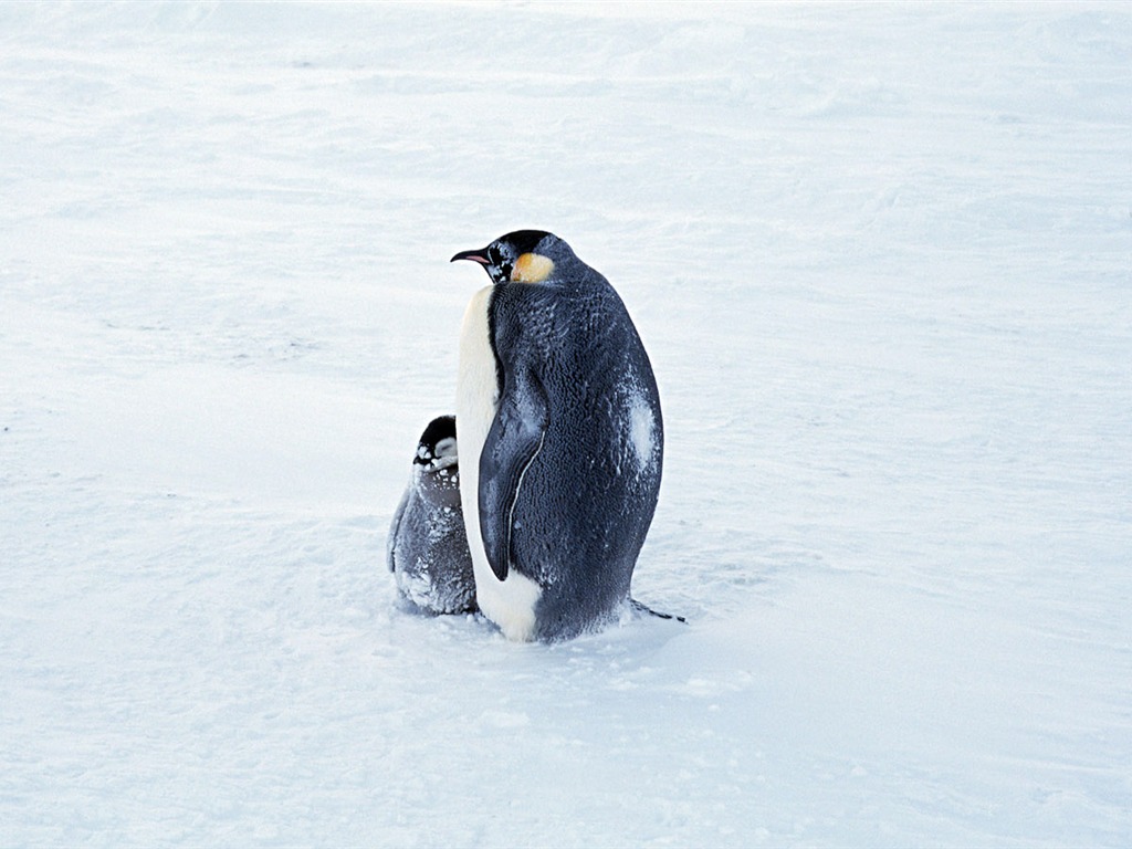 Foto de Animales Fondos de Pingüino #2 - 1024x768
