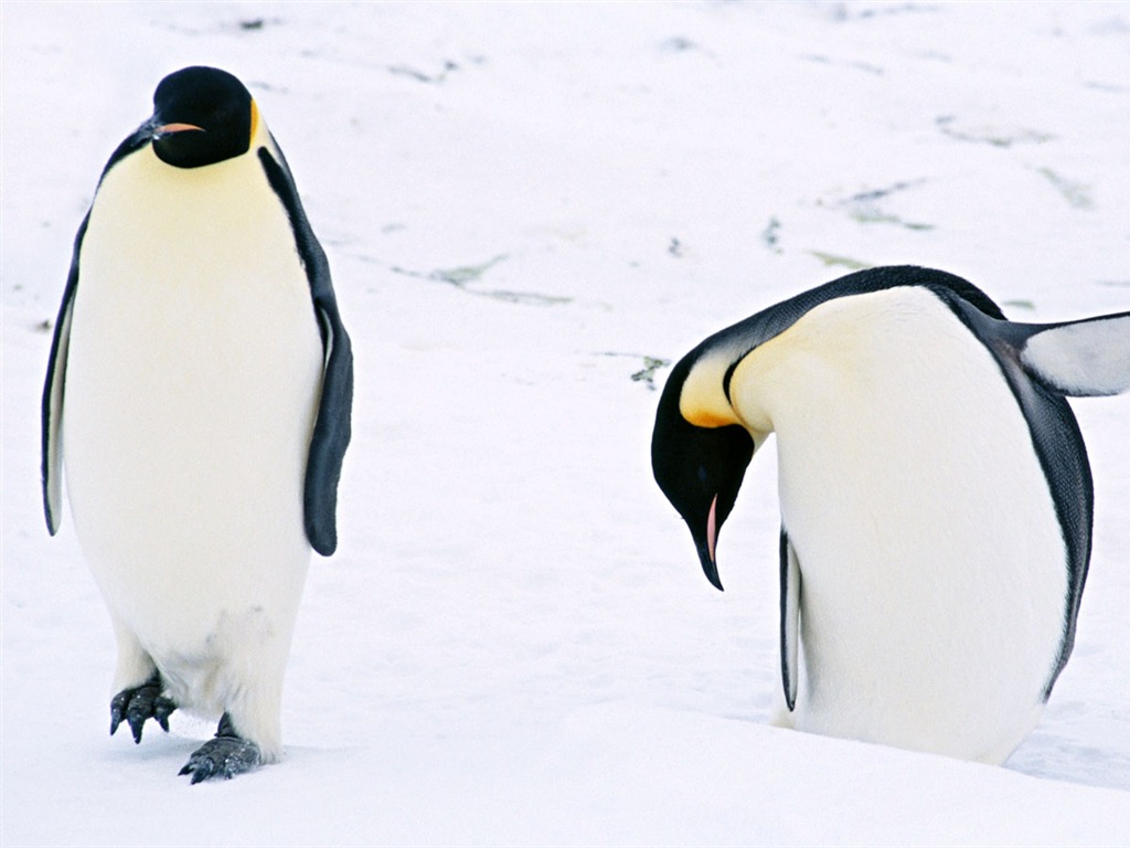 Foto de Animales Fondos de Pingüino #3 - 1024x768