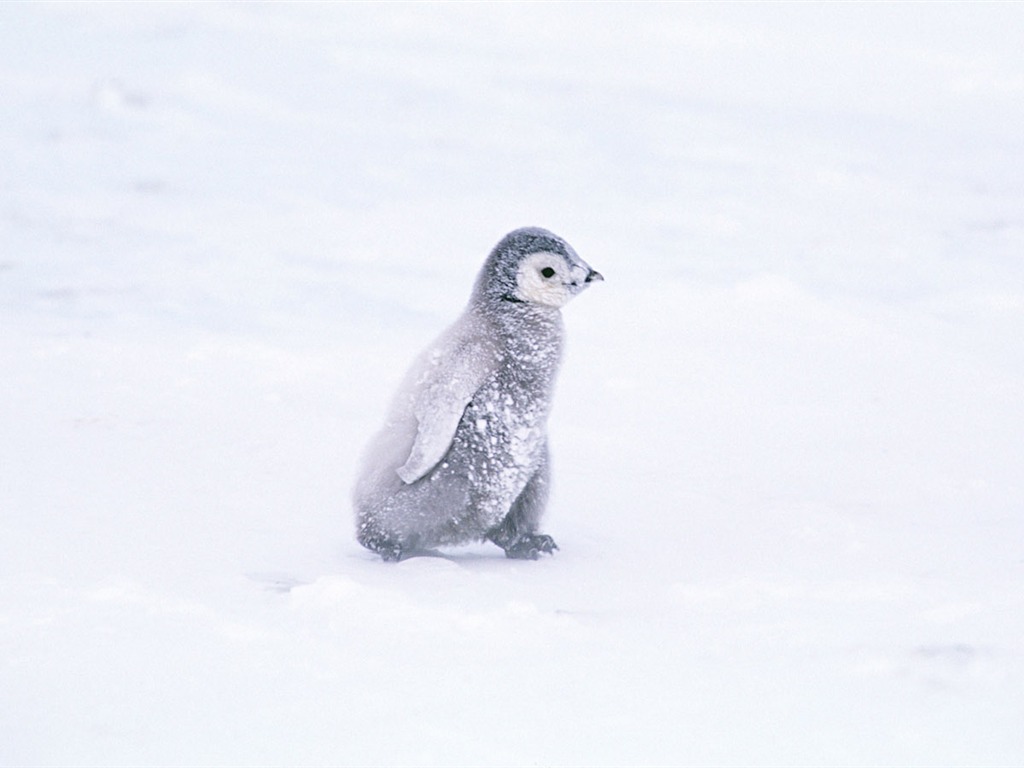 Foto von Penguin Animal Wallpapers #4 - 1024x768