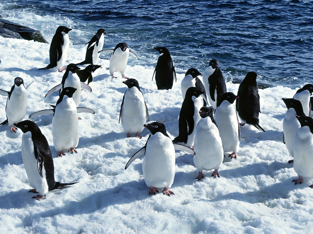 Foto de Animales Fondos de Pingüino #5 - 1024x768