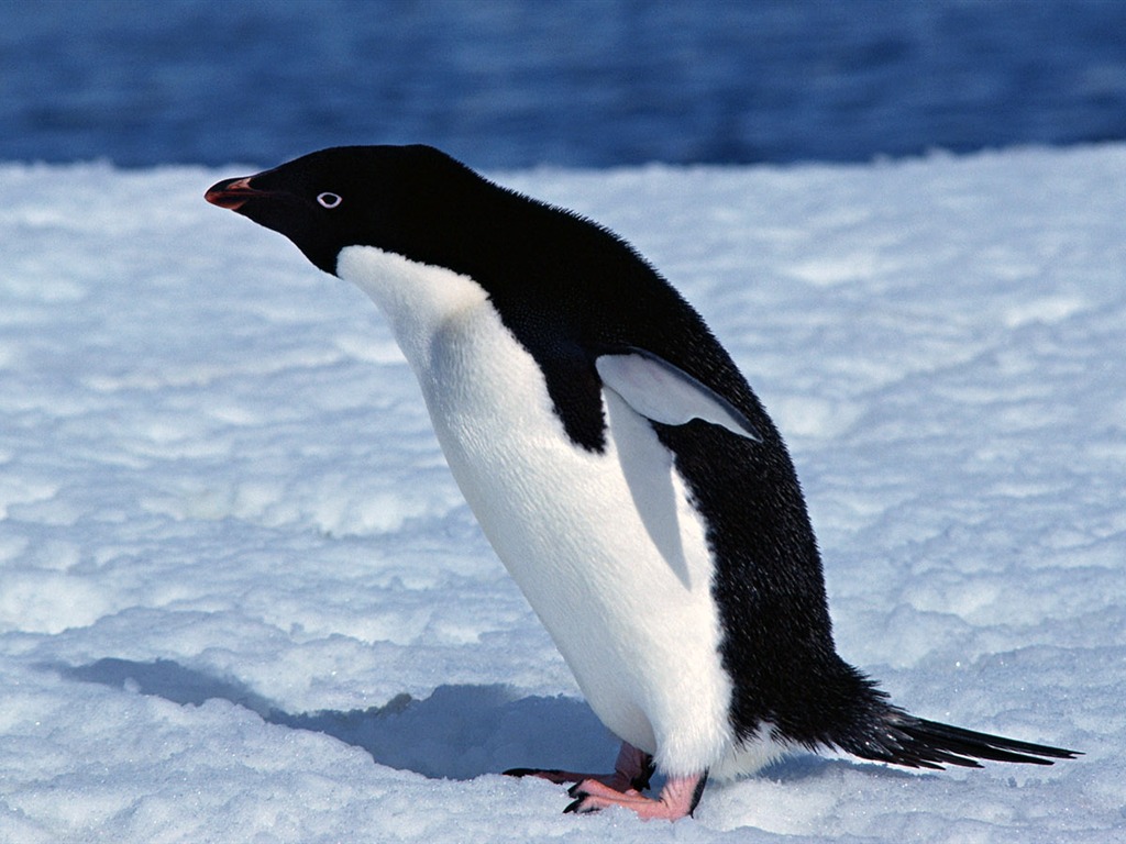 动物写真壁纸之企鹅6 - 1024x768