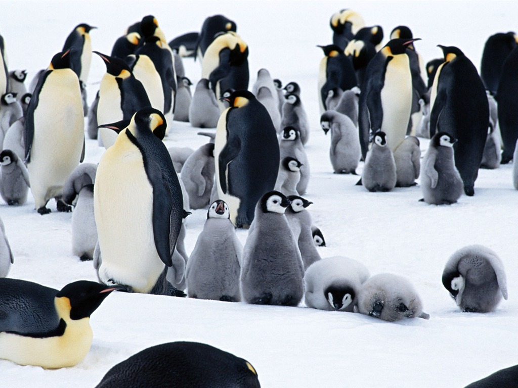 动物写真壁纸之企鹅7 - 1024x768