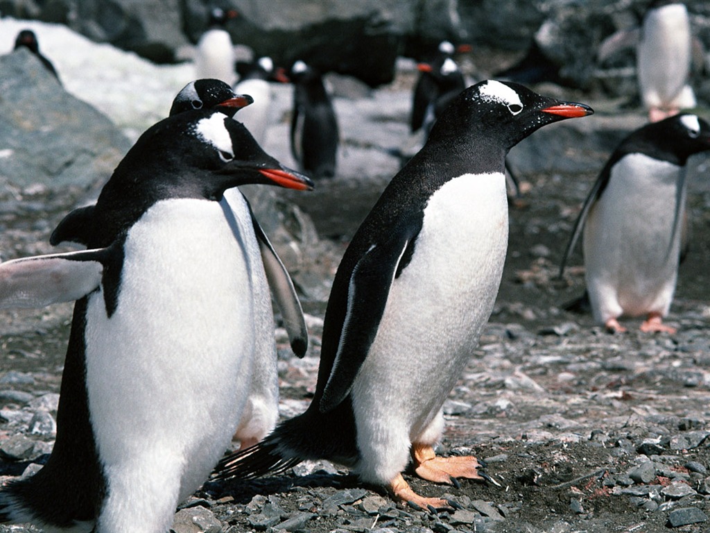 Foto de Animales Fondos de Pingüino #8 - 1024x768