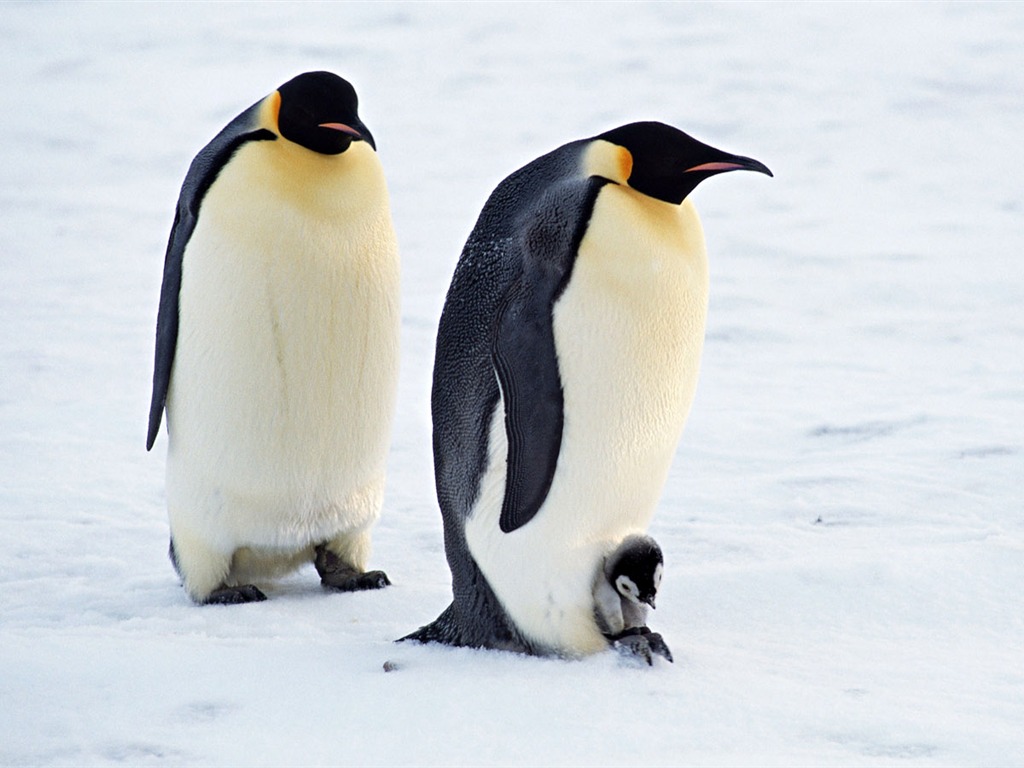Foto von Penguin Animal Wallpapers #9 - 1024x768