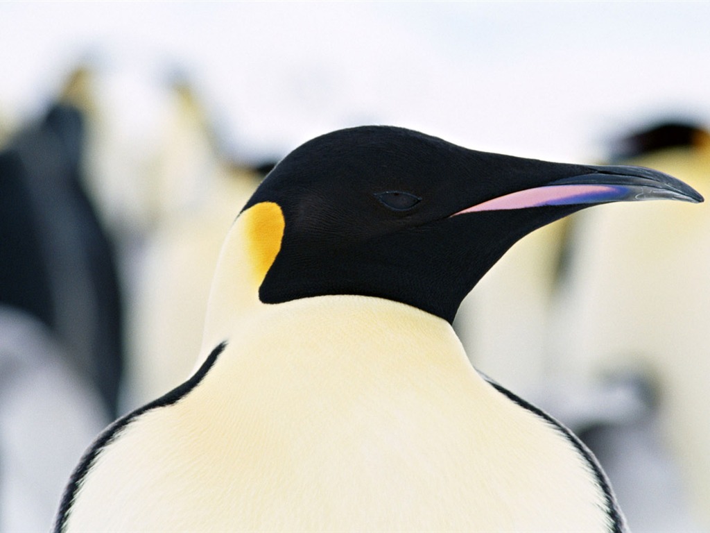Foto von Penguin Animal Wallpapers #10 - 1024x768