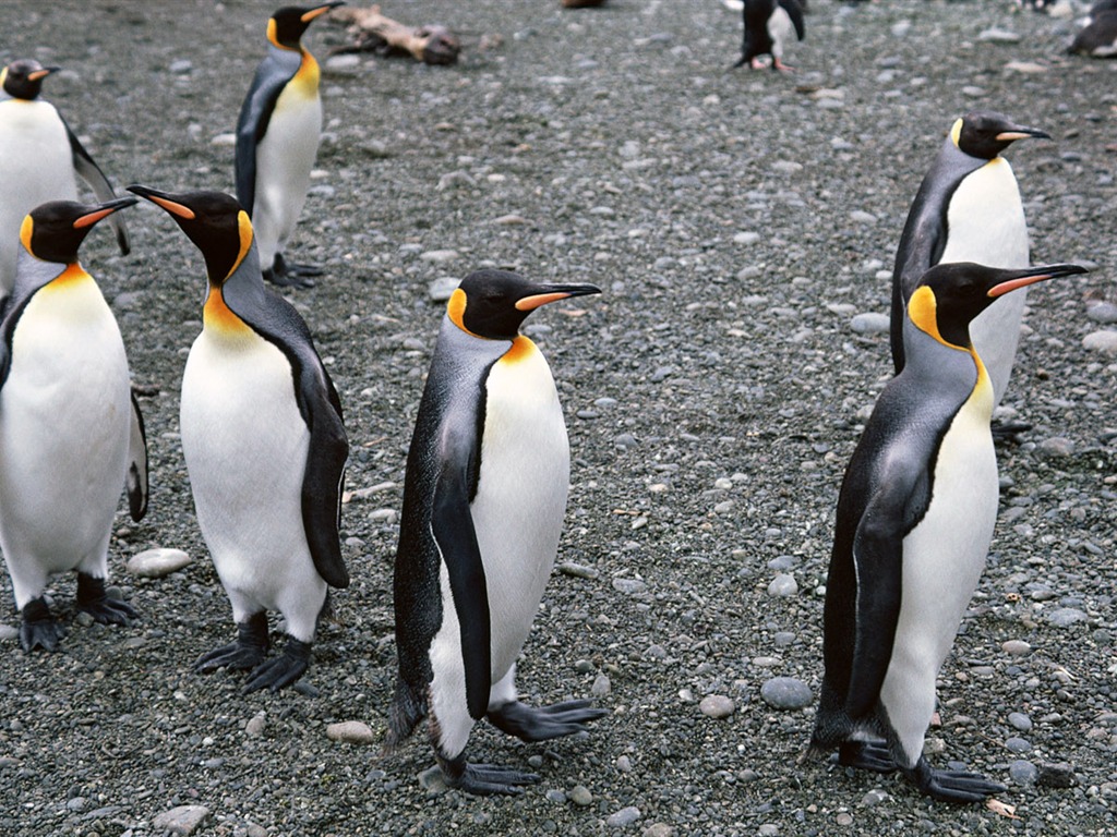 Foto de Animales Fondos de Pingüino #11 - 1024x768