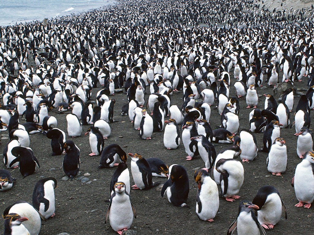 动物写真壁纸之企鹅12 - 1024x768
