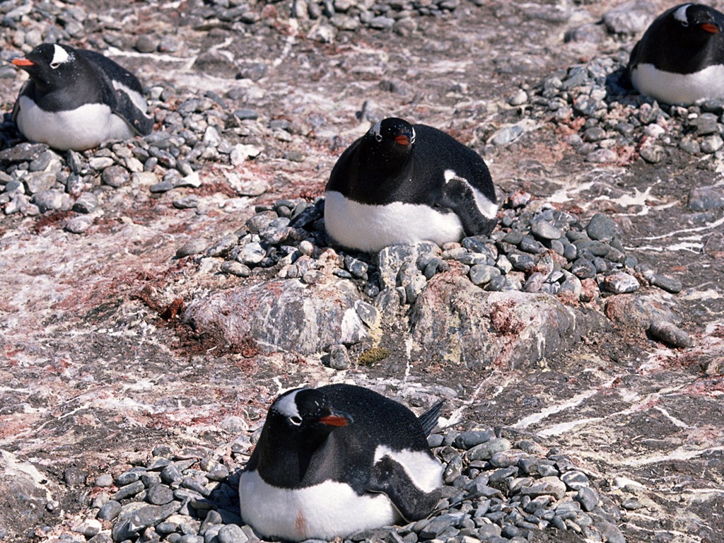 Foto von Penguin Animal Wallpapers #13 - 1024x768