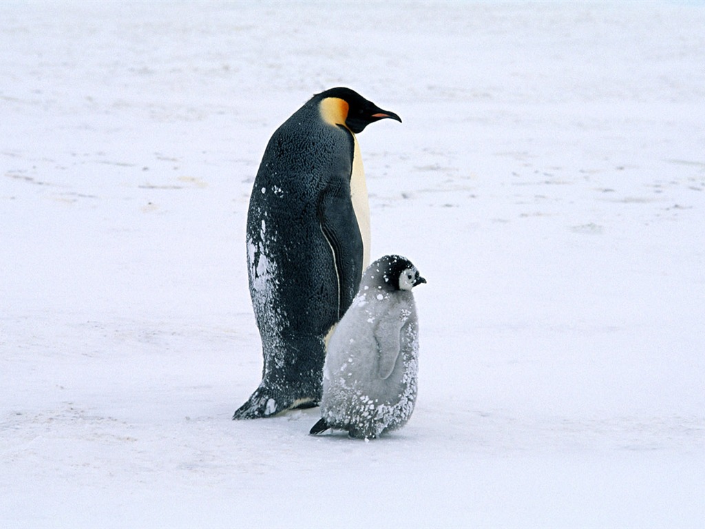 Foto von Penguin Animal Wallpapers #14 - 1024x768
