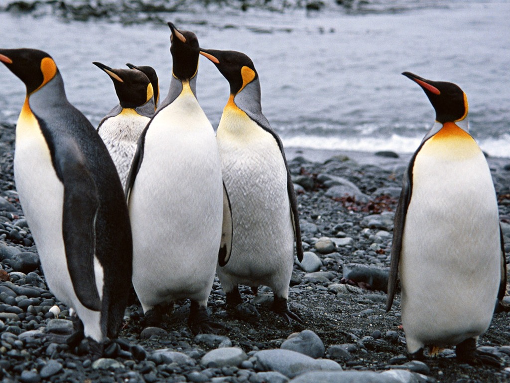 Foto von Penguin Animal Wallpapers #15 - 1024x768