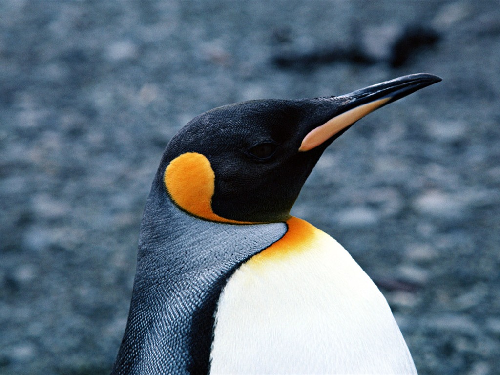 动物写真壁纸之企鹅16 - 1024x768