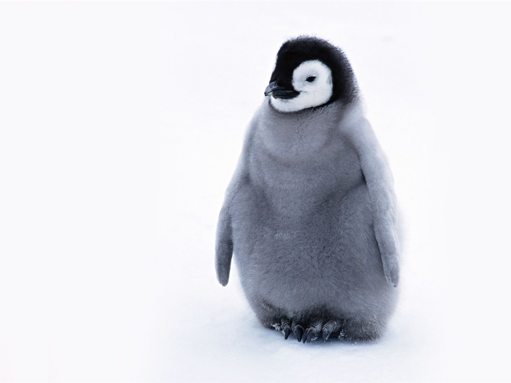 动物写真壁纸之企鹅17 - 1024x768