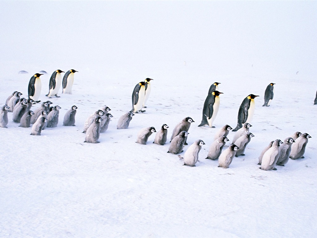 Foto von Penguin Animal Wallpapers #18 - 1024x768