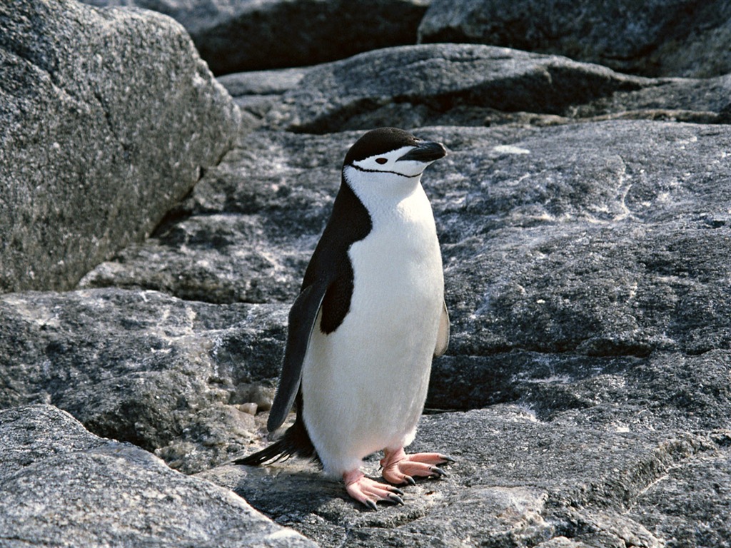 动物写真壁纸之企鹅19 - 1024x768
