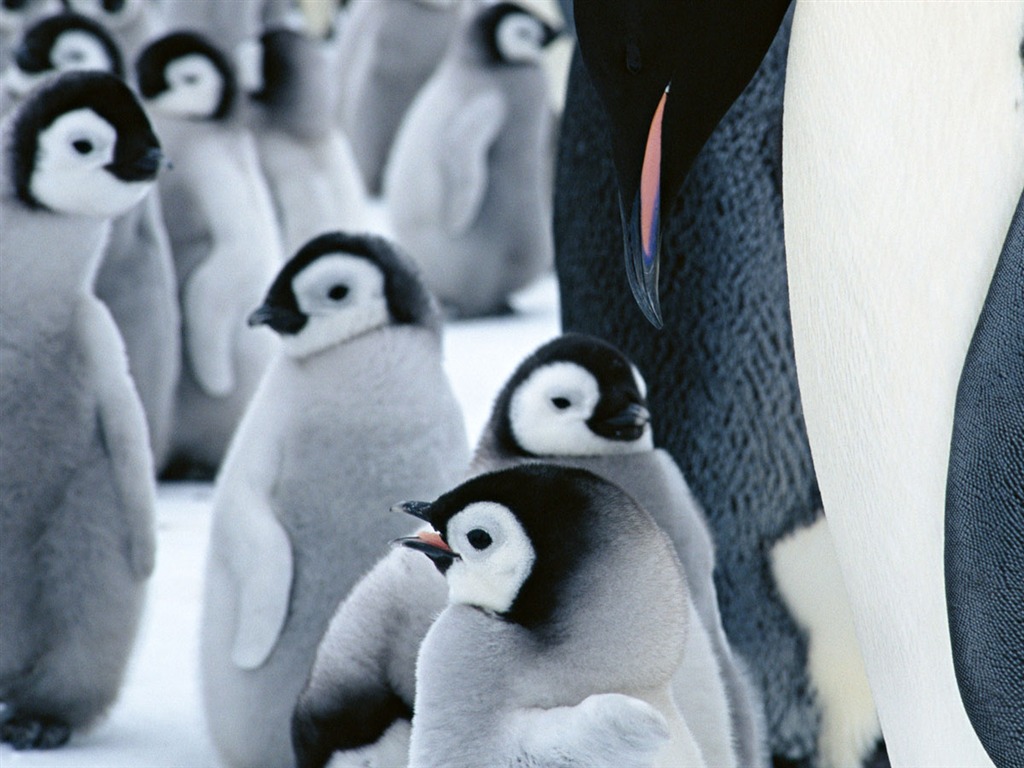 Foto von Penguin Animal Wallpapers #20 - 1024x768