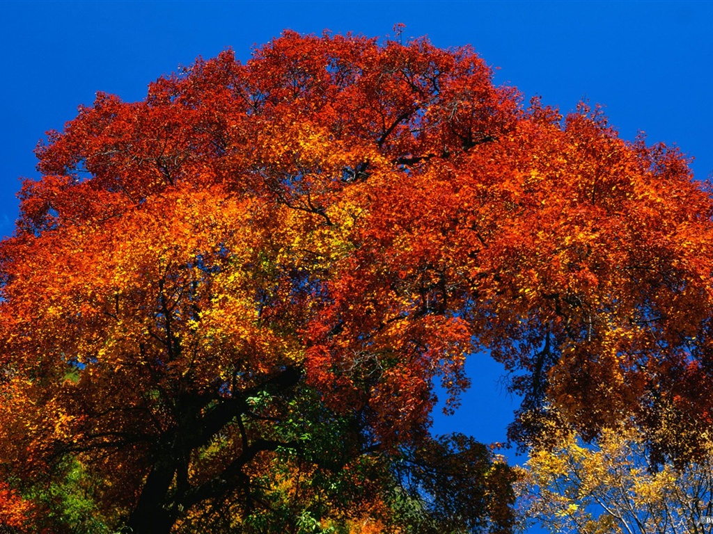 The autumn forest wallpaper #3 - 1024x768