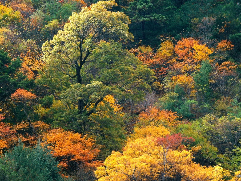 The autumn forest wallpaper #4 - 1024x768