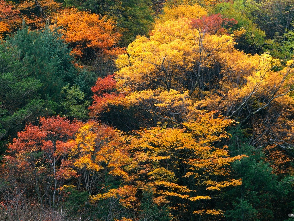 森林裡的秋天壁紙 #5 - 1024x768