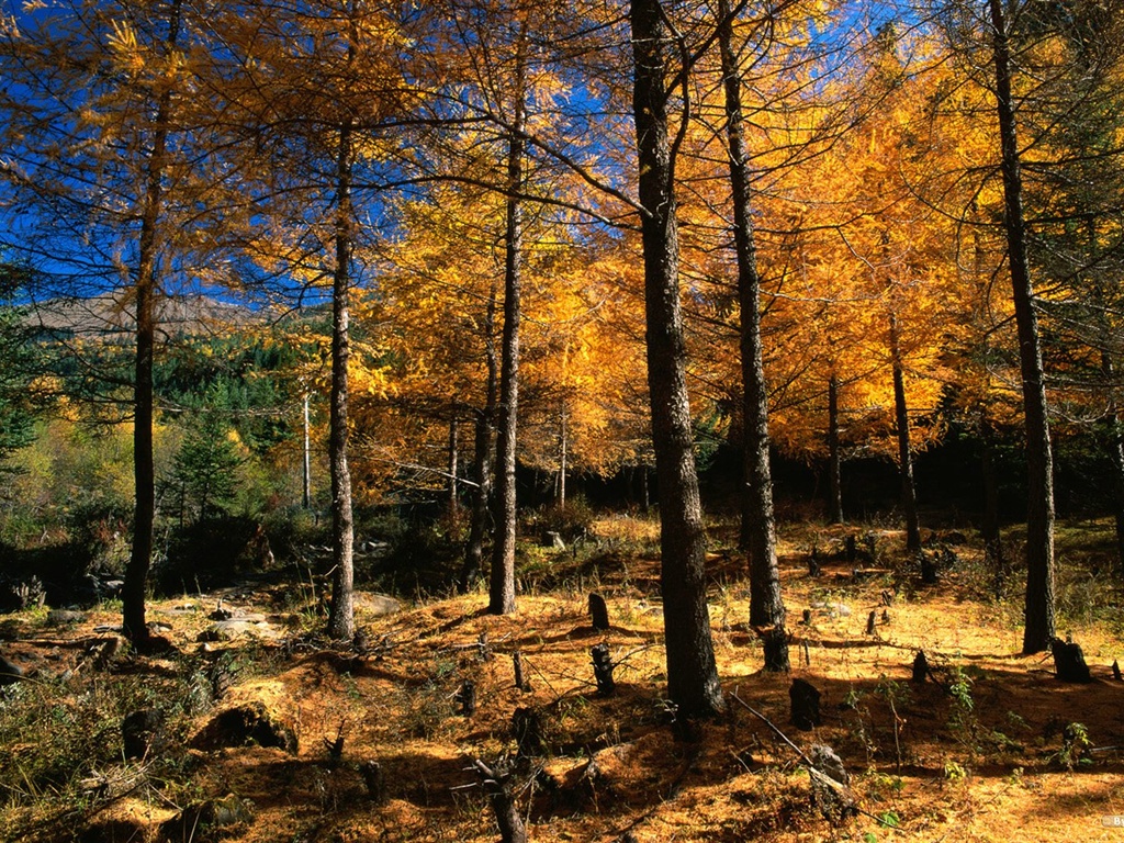 森林裡的秋天壁紙 #6 - 1024x768