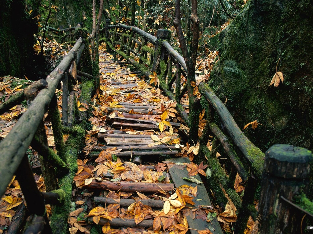 森林裡的秋天壁紙 #7 - 1024x768