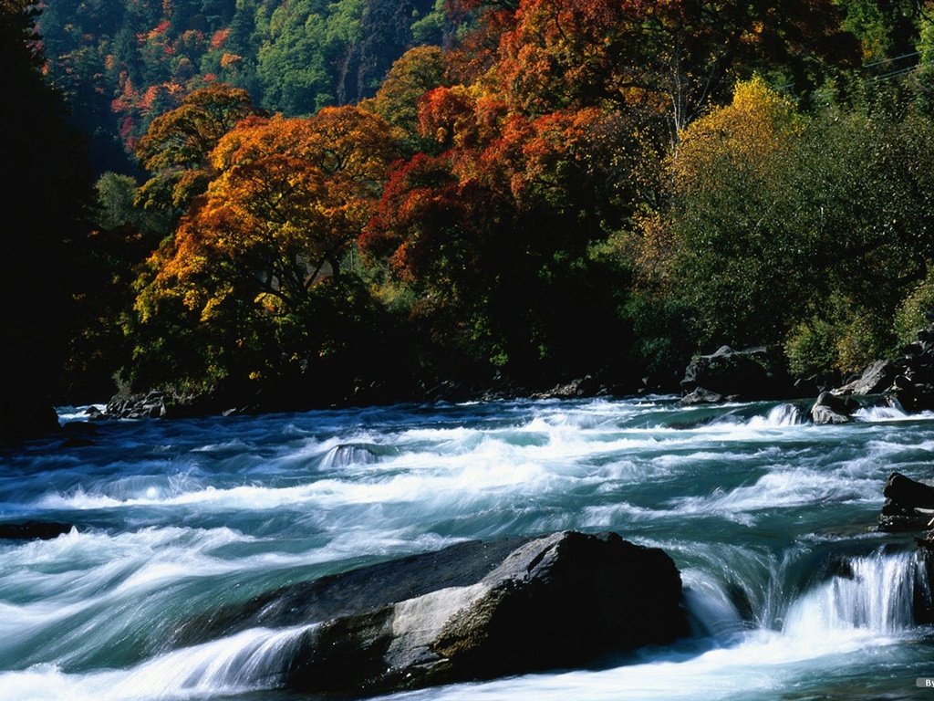 El fondo de pantalla bosque del otoño #11 - 1024x768