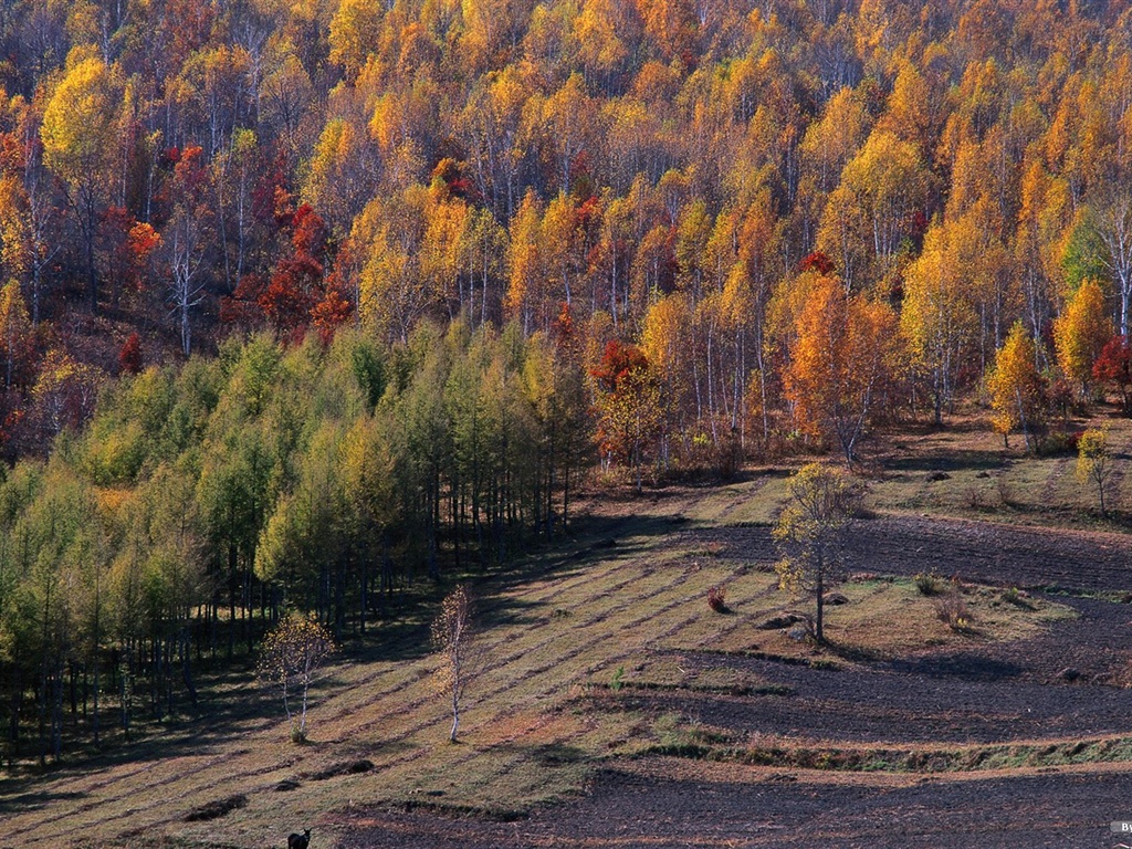 El fondo de pantalla bosque del otoño #23 - 1024x768