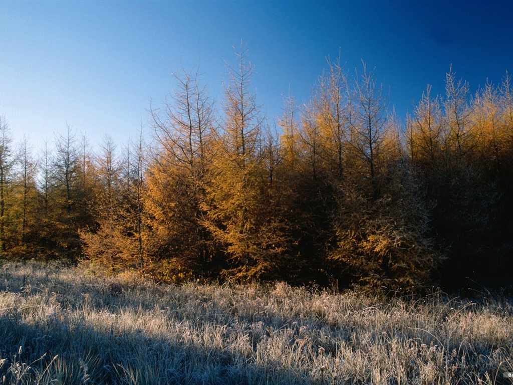 El fondo de pantalla bosque del otoño #24 - 1024x768