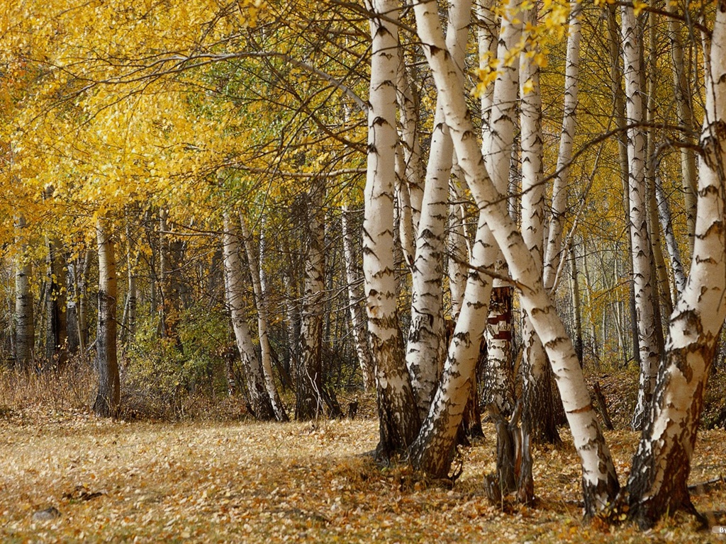 森林里的秋天壁纸41 - 1024x768