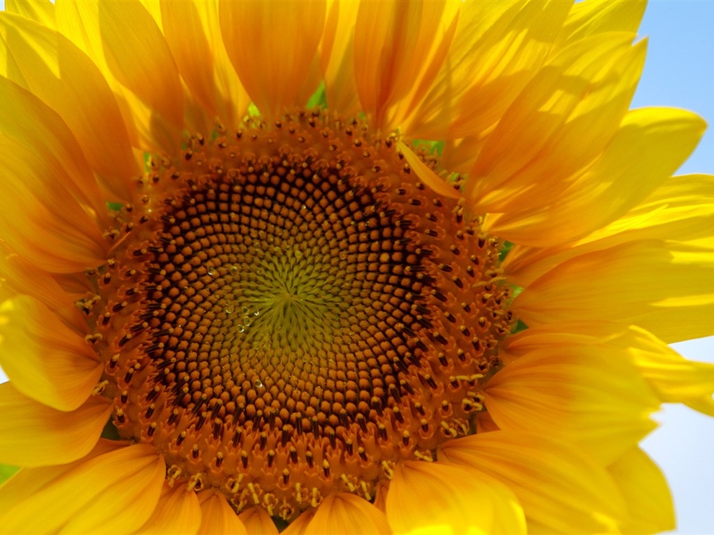 Sunny sunflower photo HD Wallpapers #4 - 1024x768