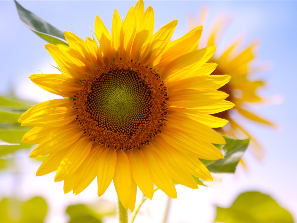 Sunny photo de tournesol HD Wallpapers #14 - 1024x768