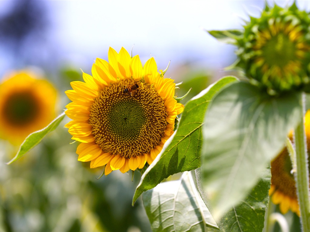 Sunny photo de tournesol HD Wallpapers #21 - 1024x768