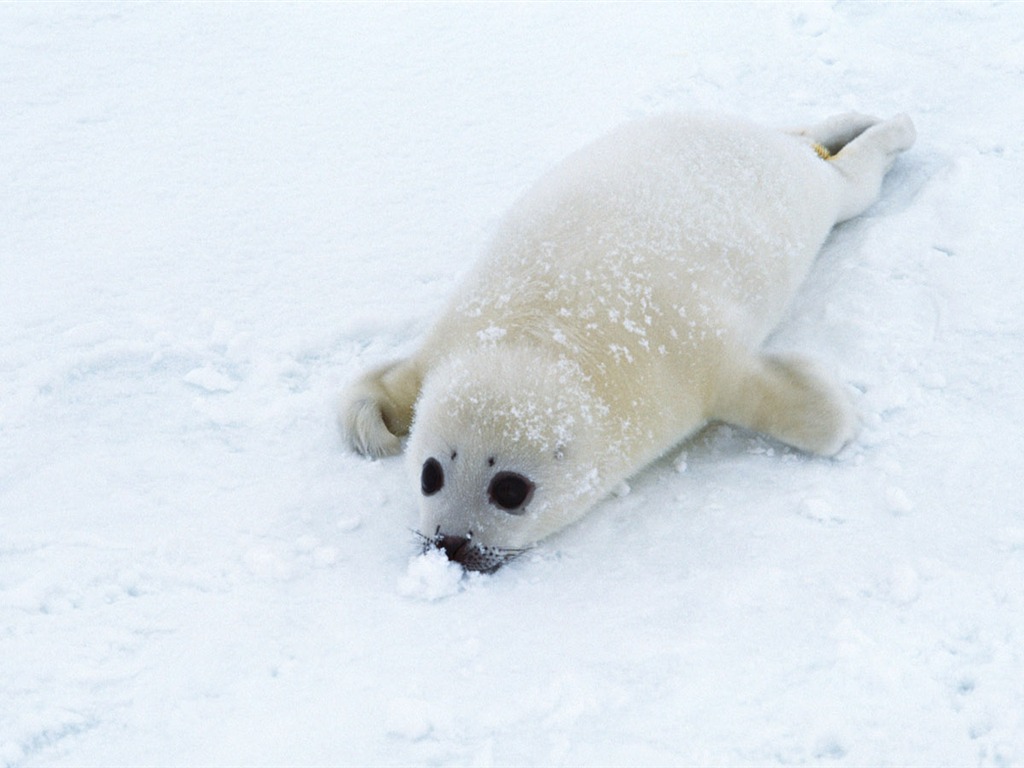 Die Tiere der Sea Lion Photo Wallpaper #2 - 1024x768