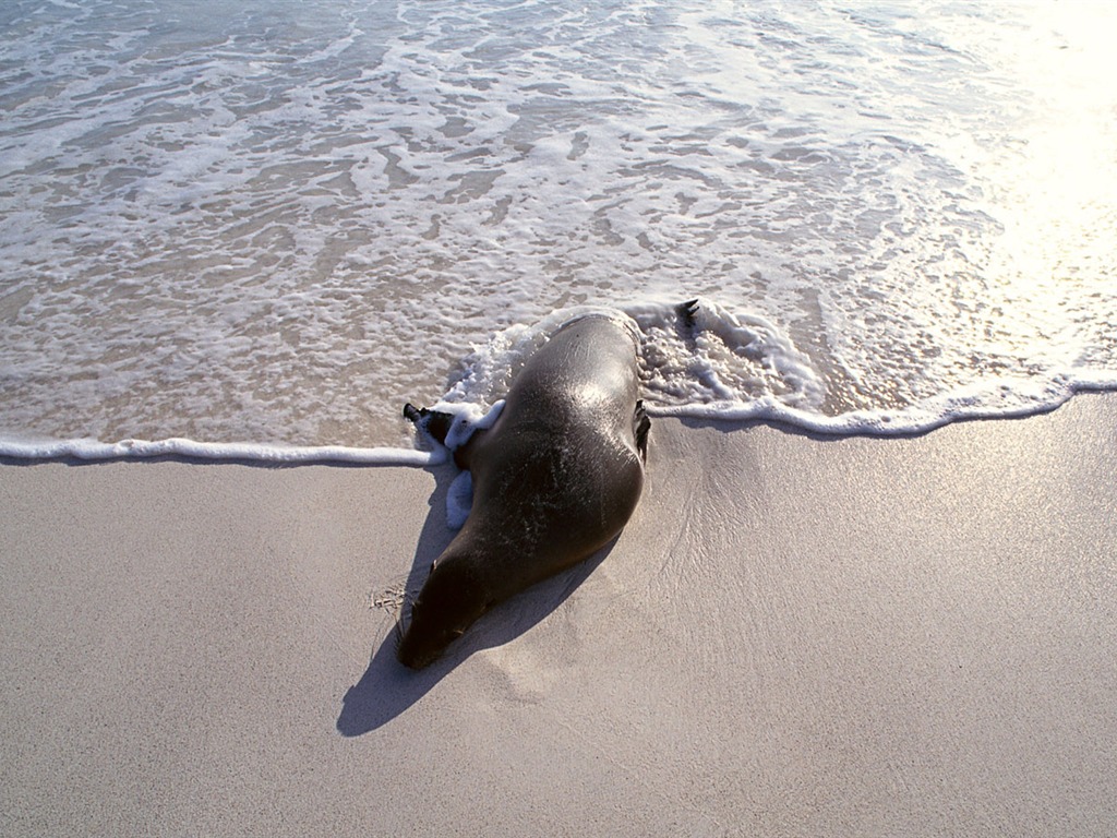 Animals of the Sea Lion Photo Wallpaper #5 - 1024x768