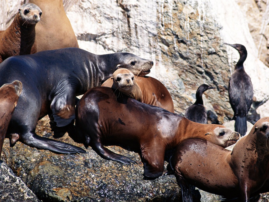 Animals of the Sea Lion Photo Wallpaper #14 - 1024x768