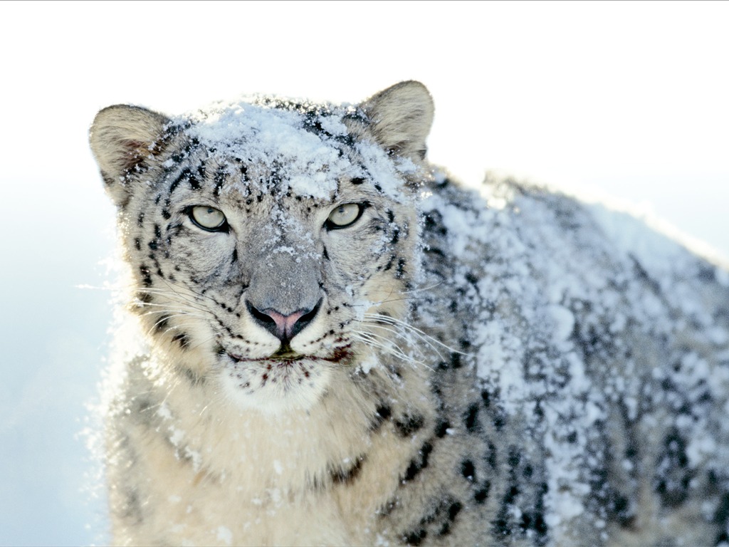 Снег Apple в Leopard по умолчанию обои полной #21 - 1024x768