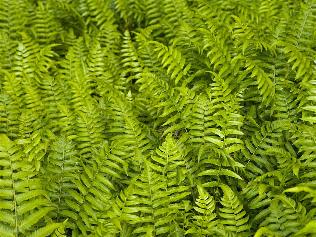 Fond d'écran plantes à feuilles vert #9 - 1024x768