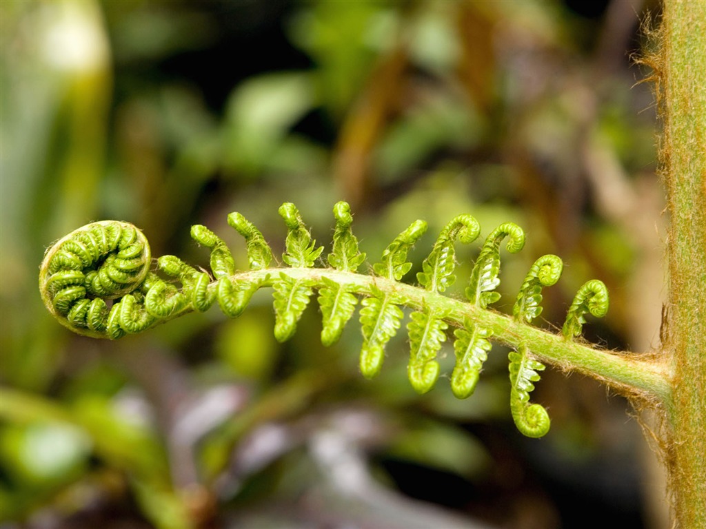 植物綠葉壁紙 #14 - 1024x768