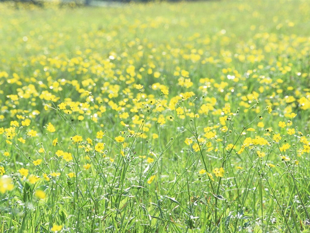 フレッシュスタイルの花の壁紙 #11 - 1024x768