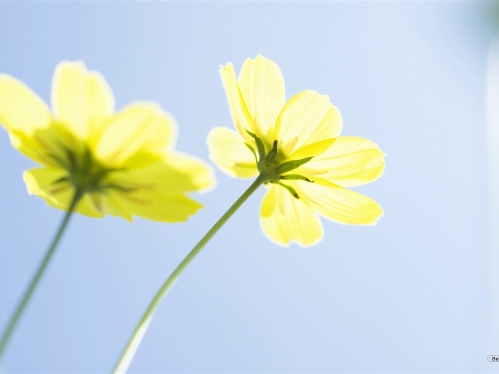 フレッシュスタイルの花の壁紙 #34 - 1024x768