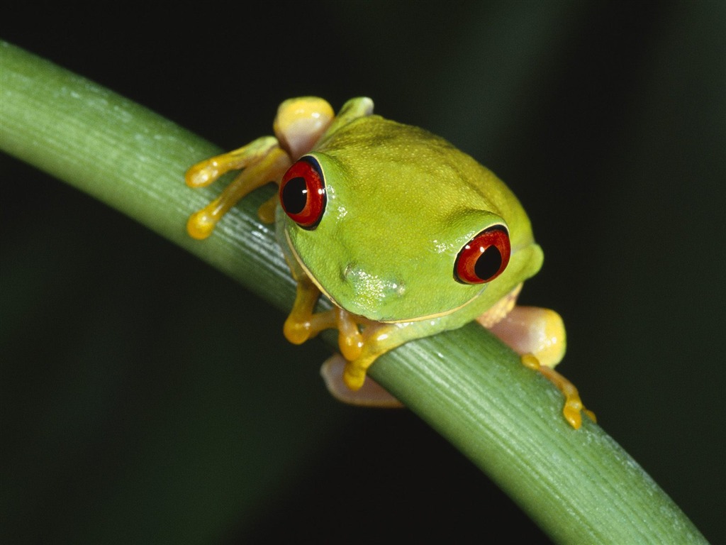 Fonds d'écran animaux Webshots (2) #3 - 1024x768