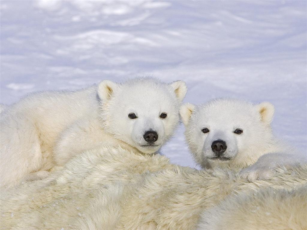 Fonds d'écran animaux Webshots (2) #6 - 1024x768