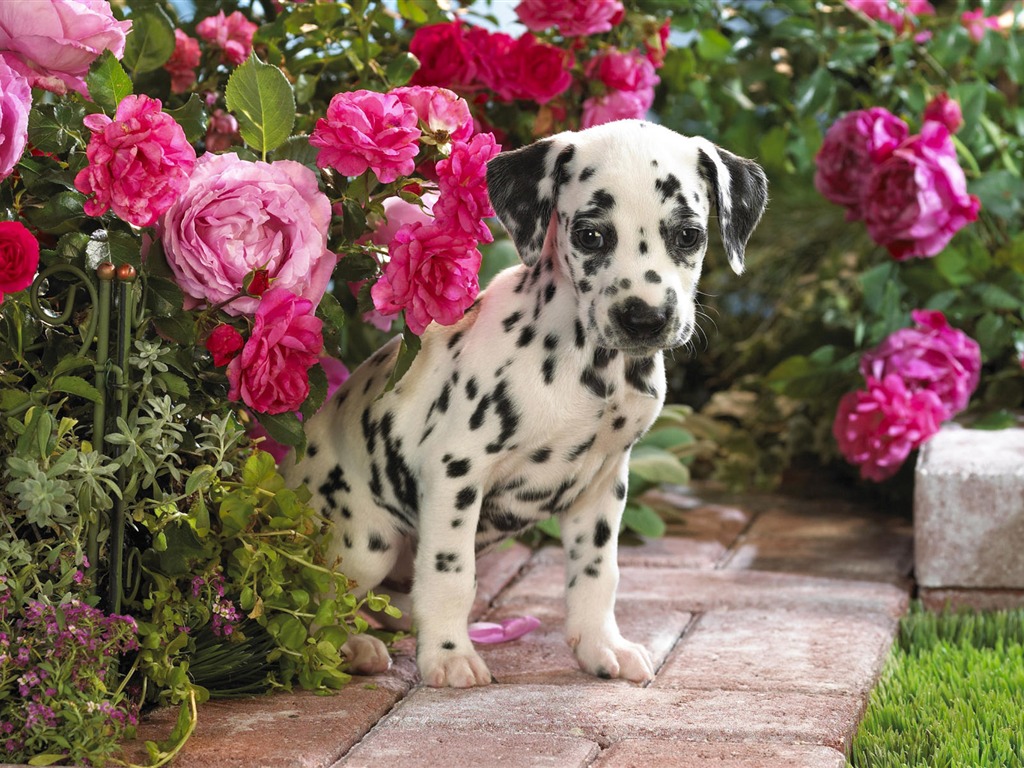 HD papel tapiz lindo perro #7 - 1024x768