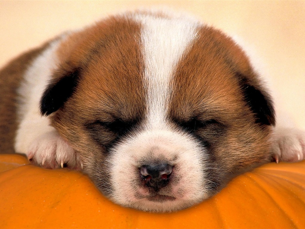 HD wallpaper cute dog #17 - 1024x768