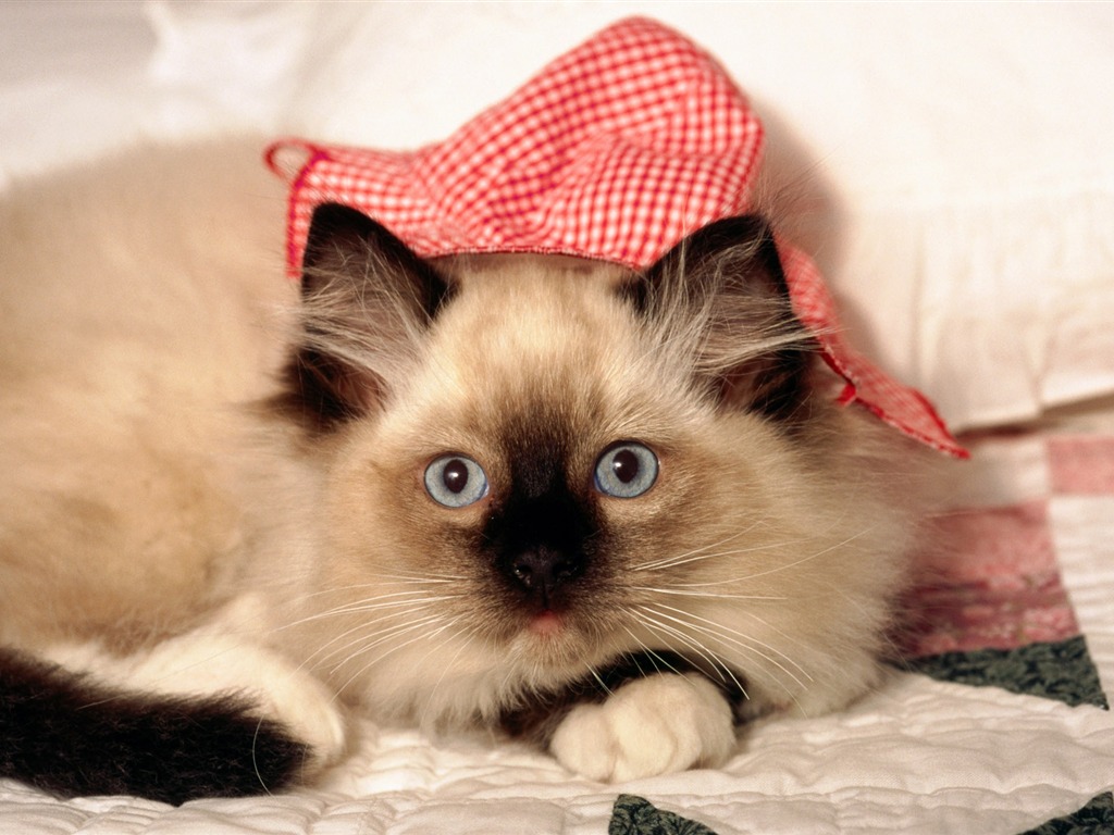 HD wallpaper cute cat photo #2 - 1024x768