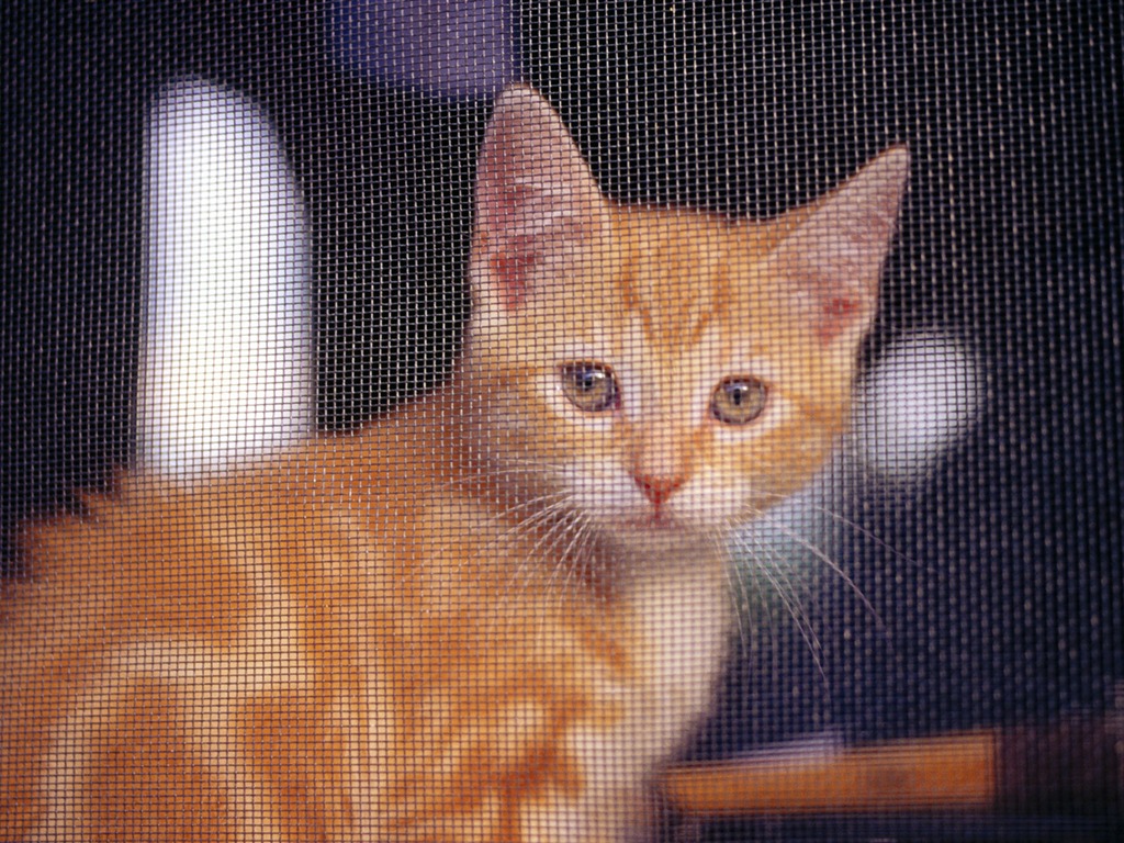 HD fotografía de fondo lindo gatito #10 - 1024x768