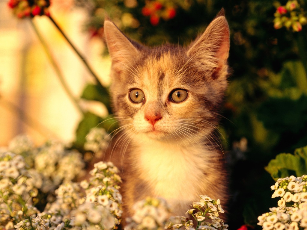 HD wallpaper cute cat photo #21 - 1024x768