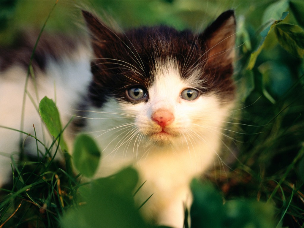 HD wallpaper cute cat photo #25 - 1024x768