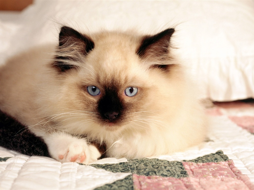 HD wallpaper cute cat photo #33 - 1024x768